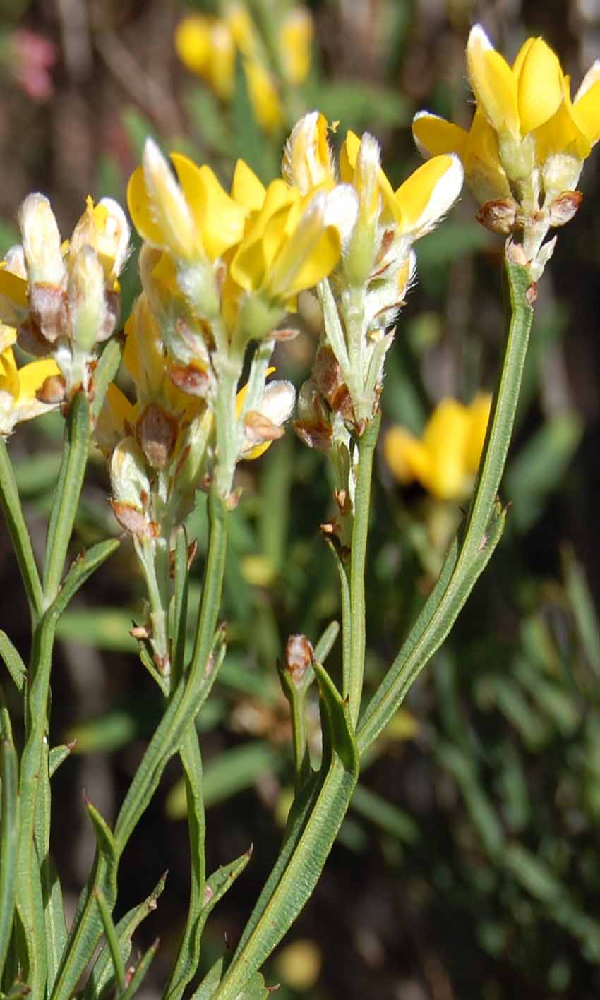 Fiori di Carqueja